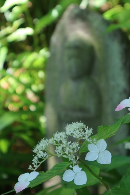 紫陽花①