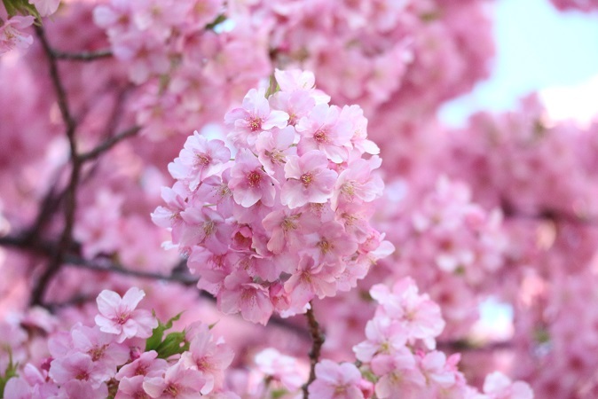 河津桜満開②