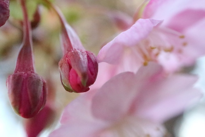 河津桜と2022⑭