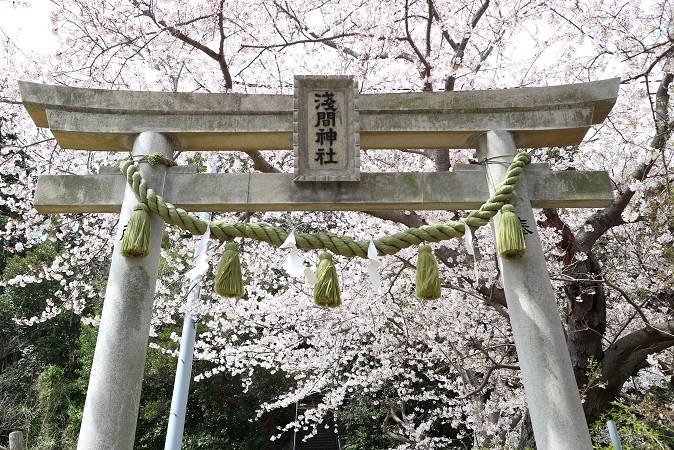 浅間神社の桜③