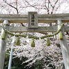 浅間神社の桜③