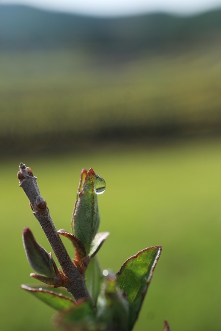 雨上がりのしずく②