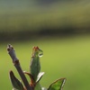 雨上がりのしずく②