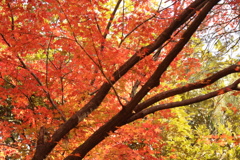 六義園の紅葉④