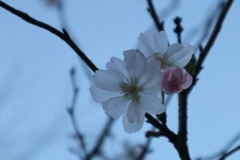１０月桜②