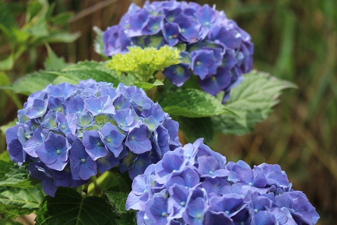 紫陽花２０２１①