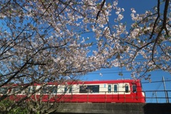 京急と桜　晴れた日に②