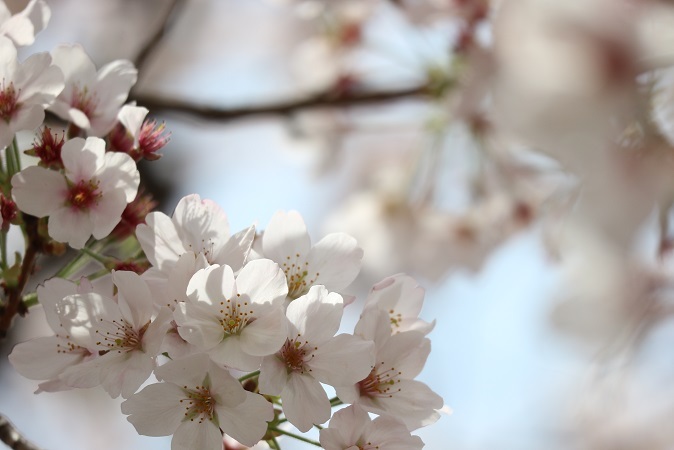 浅間神社の桜⑤