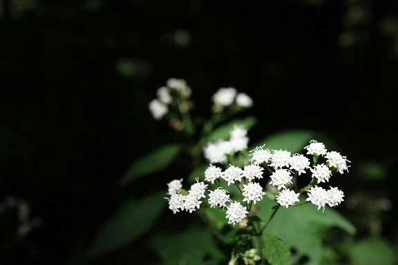 山に咲く花①