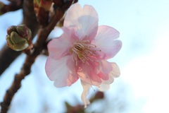 河津桜の花①