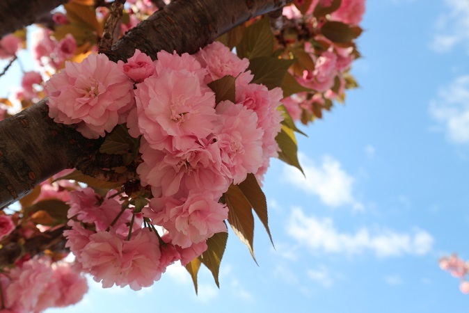 八重桜と空①