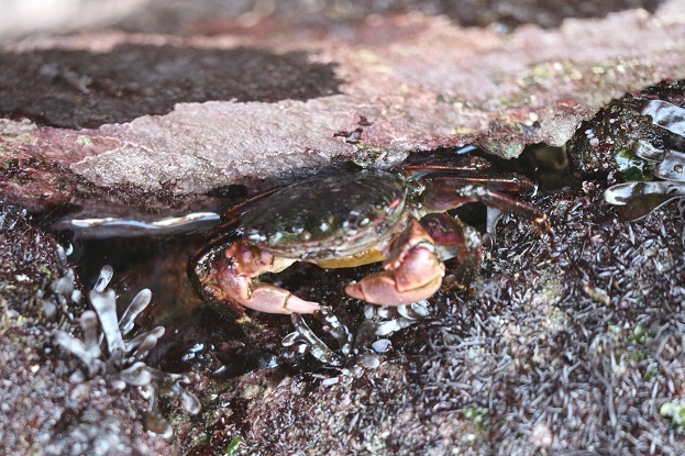 城ヶ島　カニ　