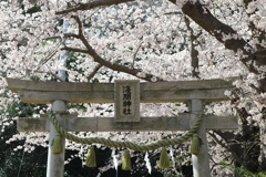神社の桜④