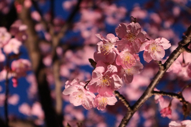 夕方の河津桜②