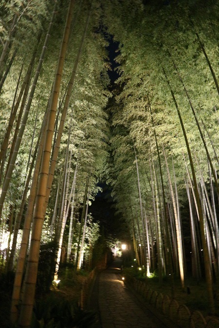 竹林①