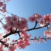 河津桜①