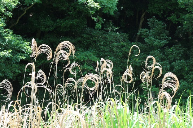 小網代の森　植物③
