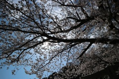 神社の桜⑨