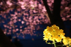 夜の菜の花