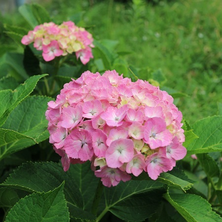 紫陽花③