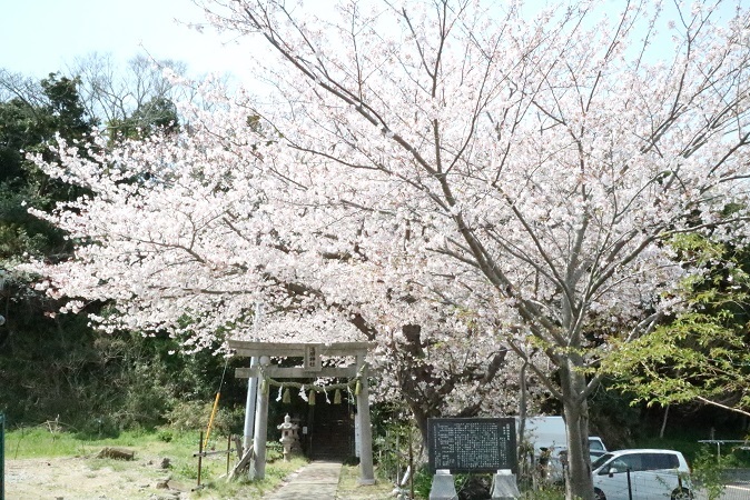 浅間神社の桜①