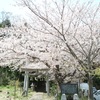 浅間神社の桜①