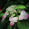 紫陽花⑤