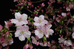 河津桜④