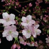 河津桜④