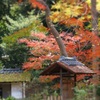 六義園の紅葉②