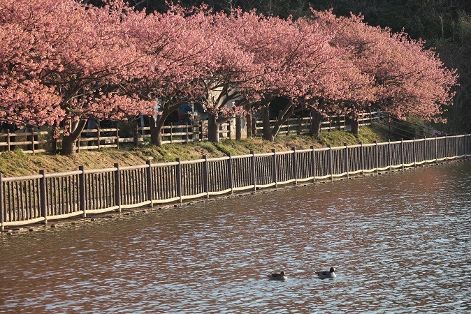 小松ヶ池公園