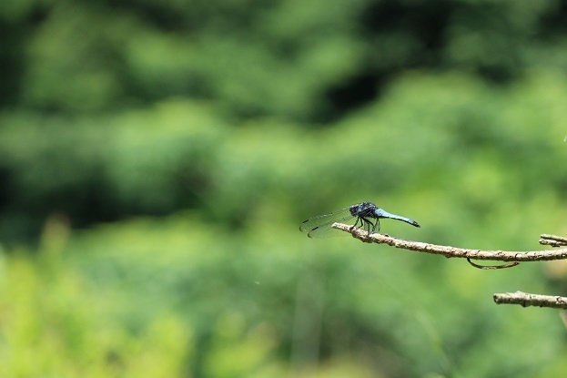 小網代の森　トンボ①