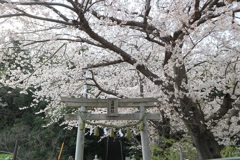 神社の桜③