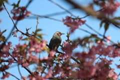 河津桜と鳥