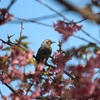 河津桜と鳥
