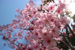 桜②