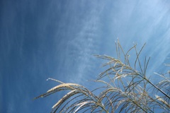 ススキと空