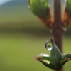 雨上がりのしずく①