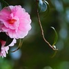 鎌倉ハイキング⑥