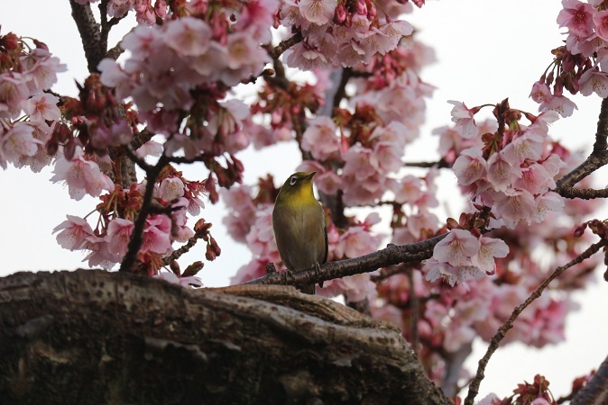 あたみ糸川桜まつり⑥