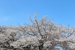 神社の桜①
