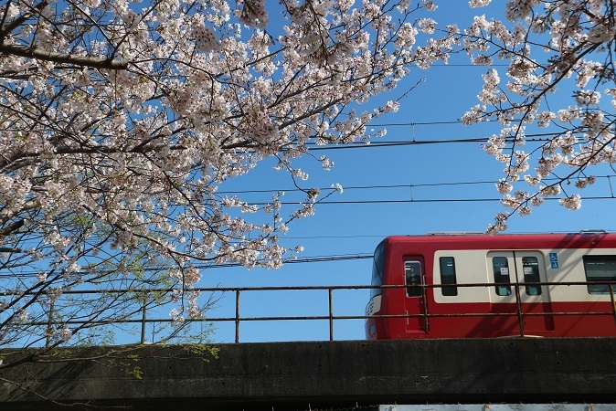 京急と桜③