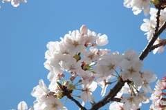 神社の桜②