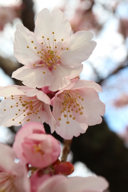 あたみ糸川桜まつり③