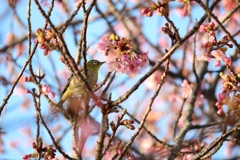 河津桜と2022⑤