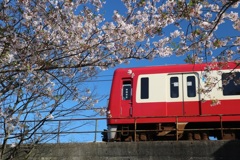 京急と桜　晴れた日に①