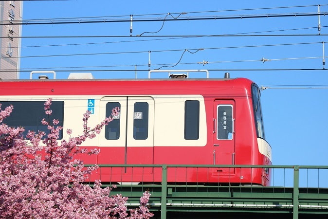 電車と河津桜④