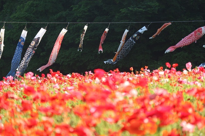 くりはま花の国７