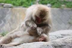 野猿の親子①