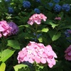 紫陽花⑧